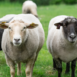 Sheep 