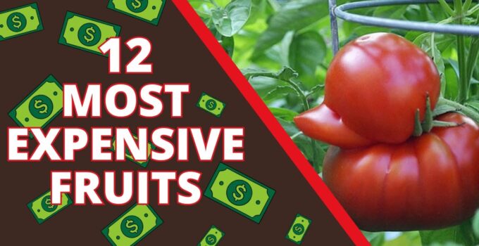 12 Most Expensive Fruits In The World thumbnail